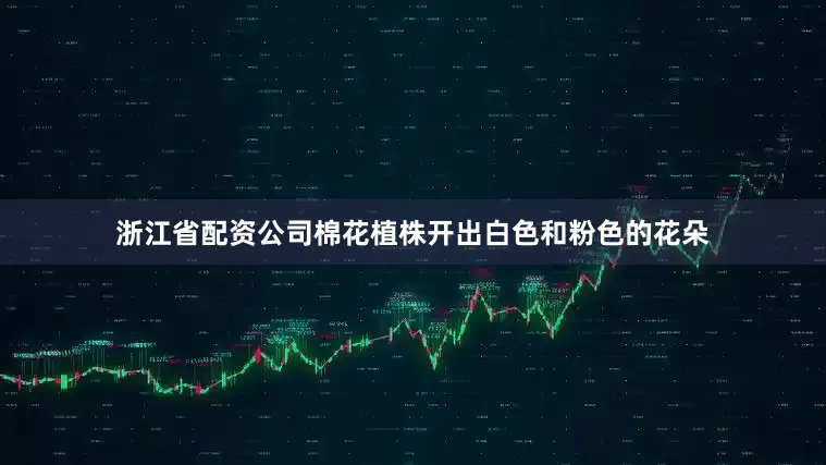 浙江省配资公司棉花植株开出白色和粉色的花朵